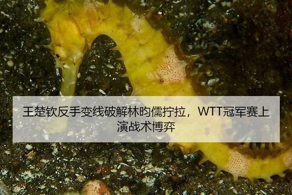 王楚钦反手变线破解林昀儒拧拉，WTT冠军赛上演战术博弈